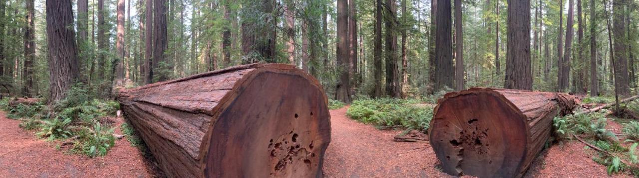 ホテル Glamping In The Redwoods With A Hot Tub! ガーバービル エクステリア 写真